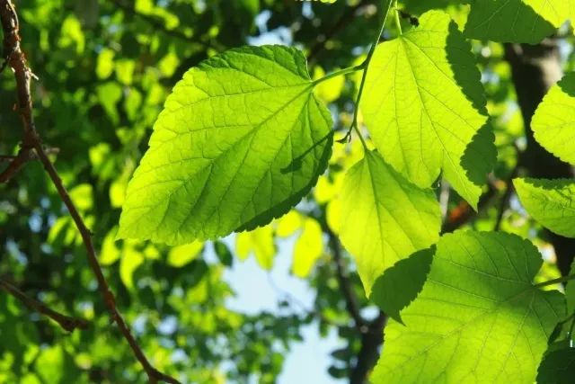 今日小暑：三忌、三宜、三秘訣，過(guò)好最熱15天！(圖9)