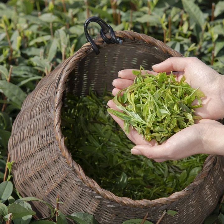 茶若醉人何需酒，情若能舍何需愁，若是酒能解人憂，何來執(zhí)念掛心頭(圖1)