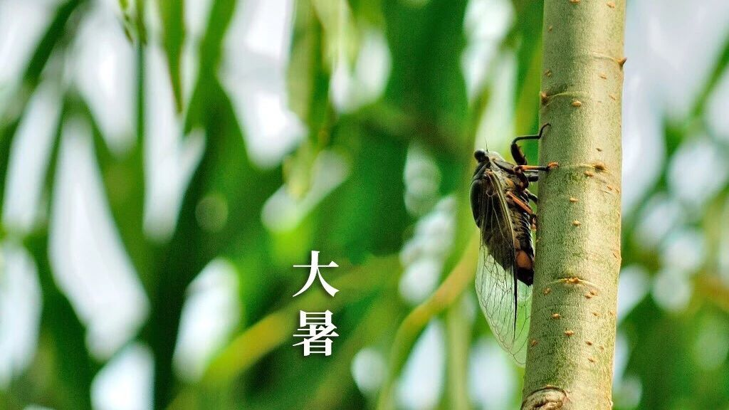 大暑，三忌，三宜，三秘訣，過好最熱20天！(圖8)