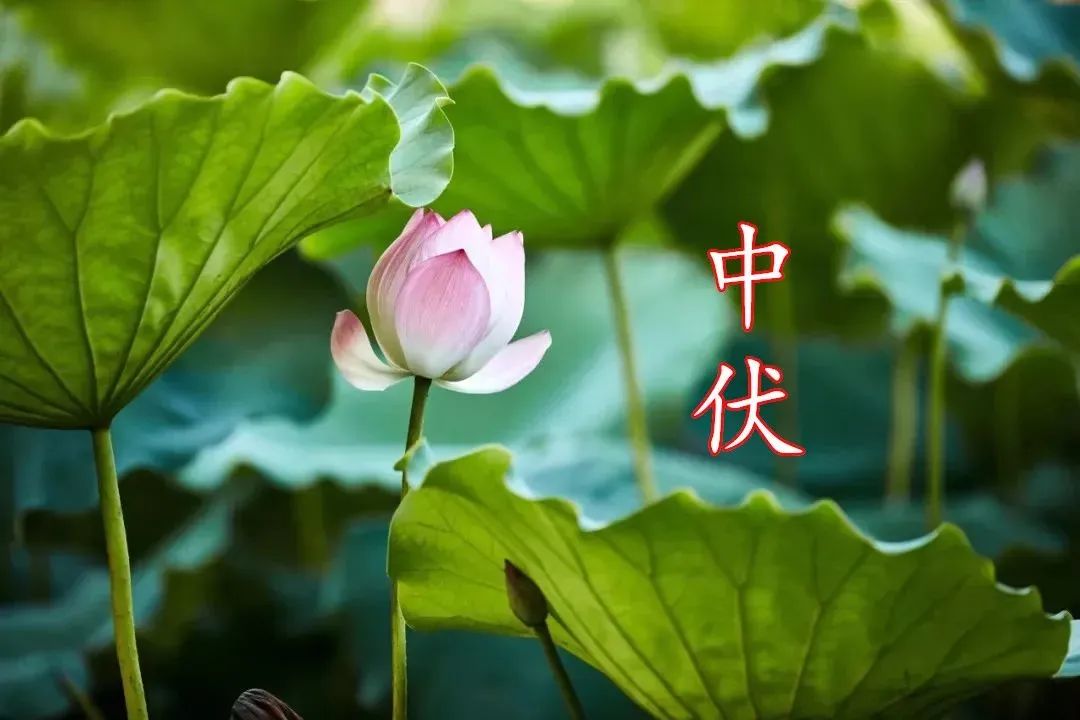  彭汝礪《中伏離襄極熱》(圖5)