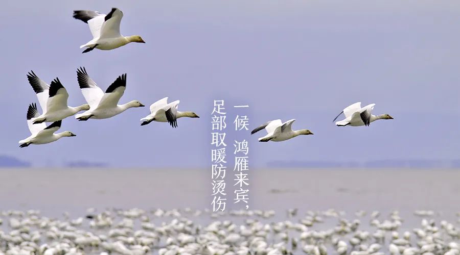 今日寒露：寒意四起，露重天涼人保重；繁華不再，心存高遠自悠然！(圖5)