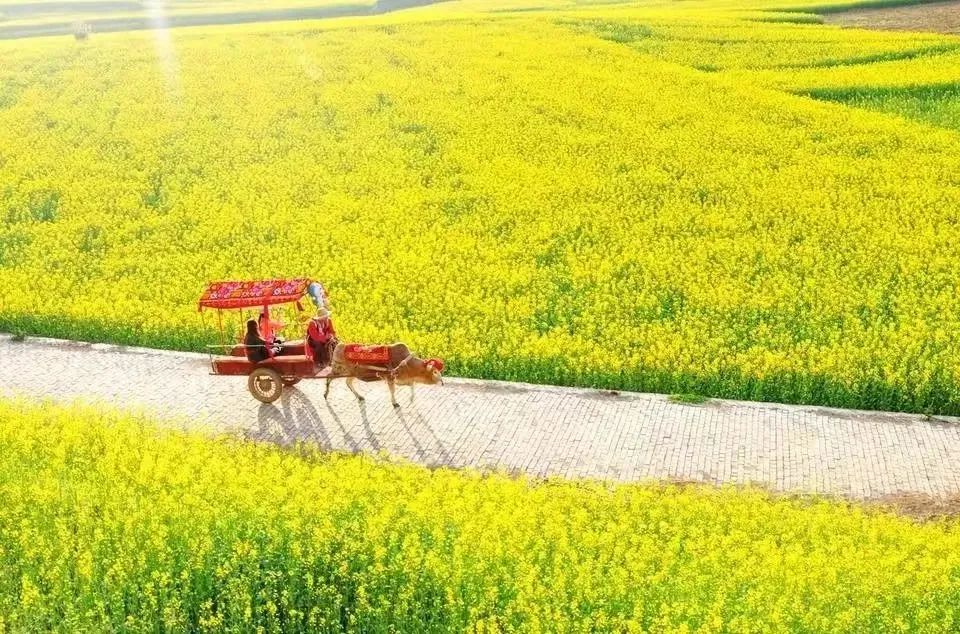 承包“中國第一抹春色”，花海無敵好看，山水野過桂林！這座十八線小城真的值得！(圖2)