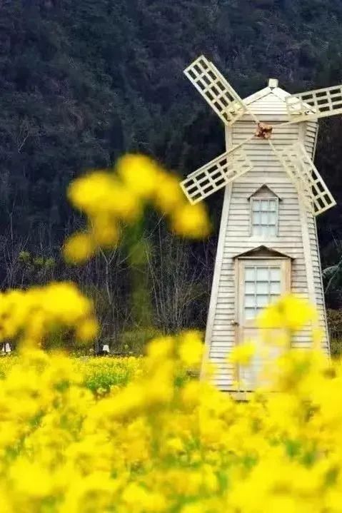 承包“中國第一抹春色”，花海無敵好看，山水野過桂林！這座十八線小城真的值得！(圖5)