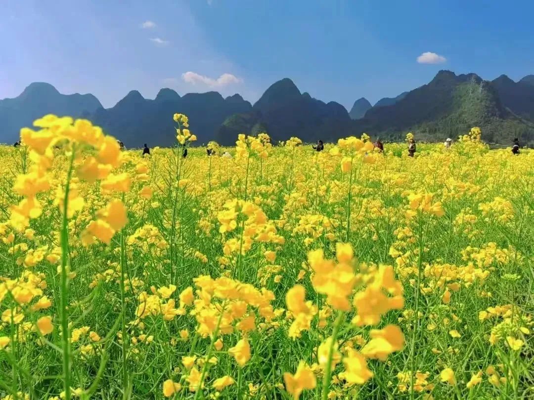 承包“中國第一抹春色”，花海無敵好看，山水野過桂林！這座十八線小城真的值得！(圖7)