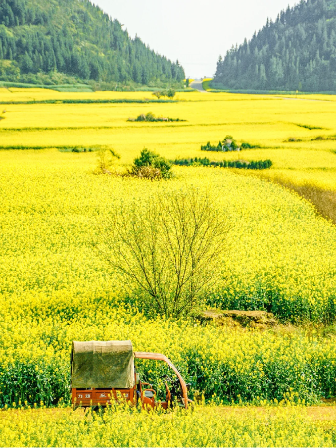 承包“中國第一抹春色”，花海無敵好看，山水野過桂林！這座十八線小城真的值得！(圖17)