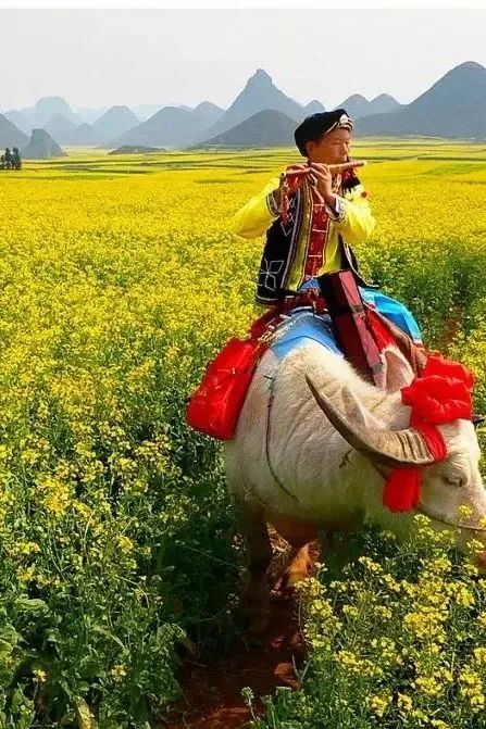 承包“中國第一抹春色”，花海無敵好看，山水野過桂林！這座十八線小城真的值得！(圖28)