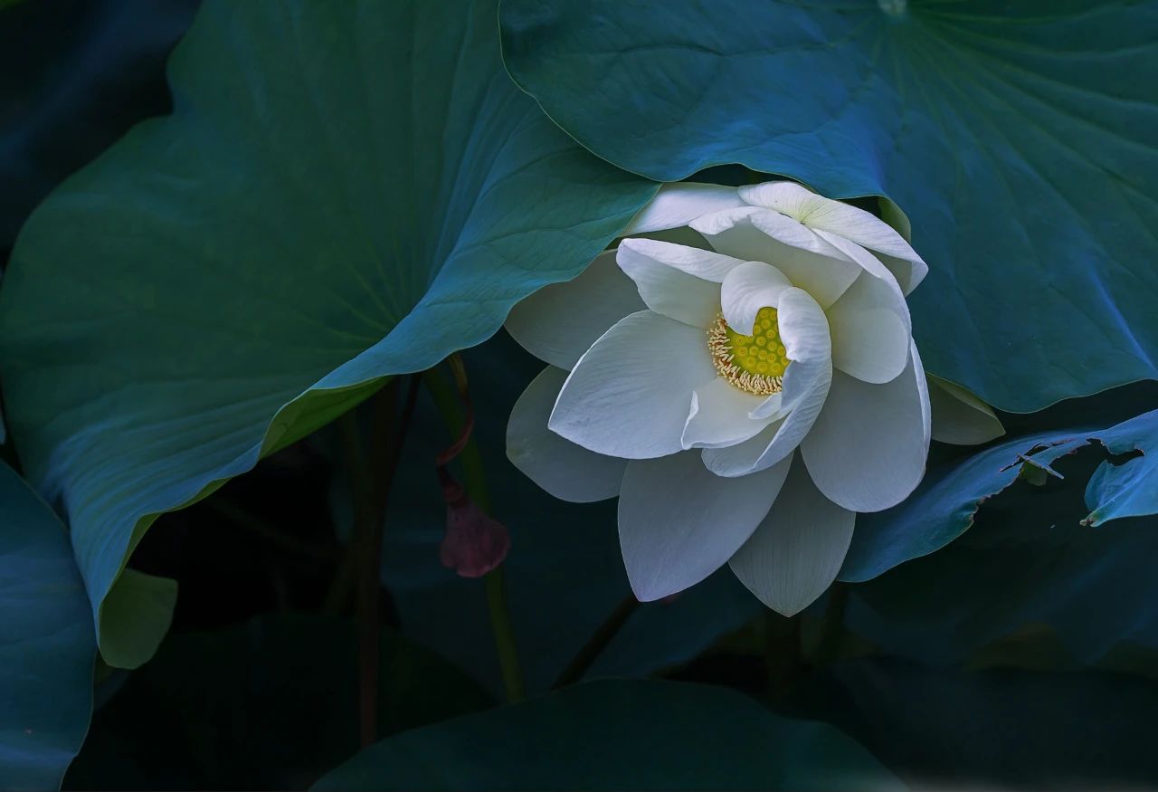 詩詞丨你是哪種氣質(zhì)的人，就是哪種花(圖8)