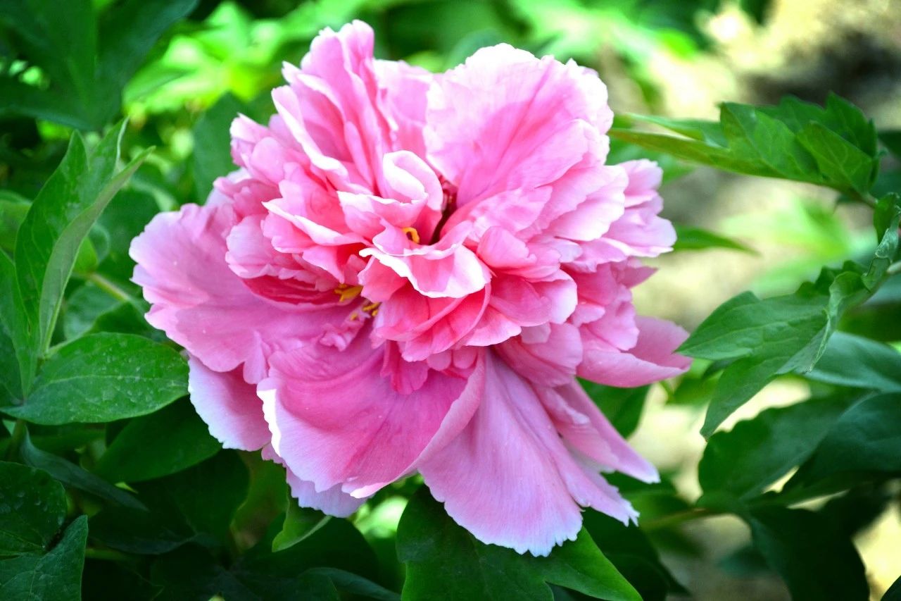 詩詞丨你是哪種氣質(zhì)的人，就是哪種花(圖2)