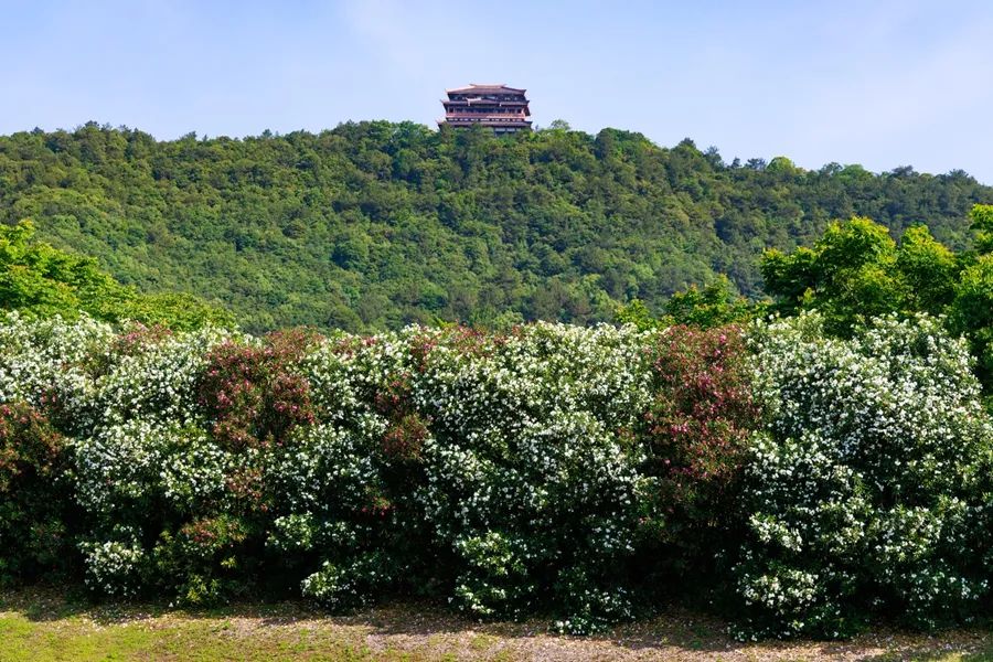 不要碰！不要摘！這種花已在街頭出現(xiàn)(圖3)