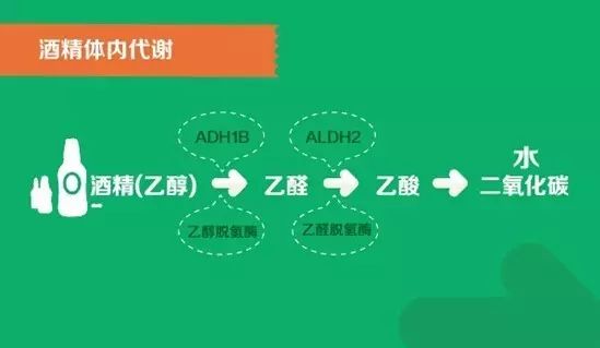 身體代謝酒精的能力.jpg 99%的人不知道的酒知識(shí)(圖1)