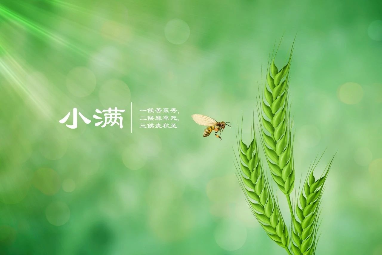 今日小滿(圖2)