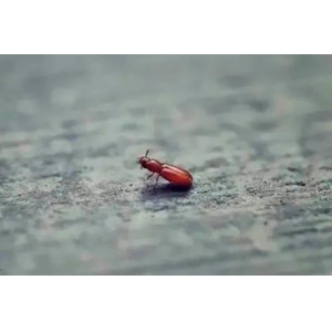 曲蚊，用生命為醬酒賦能