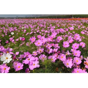 盛開的格?；?></div>
                  <div   id=