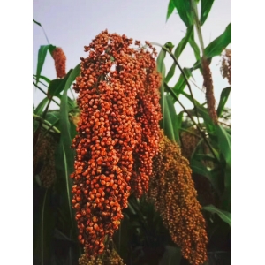 菽、粟、黍、稻、稷到底是什么？