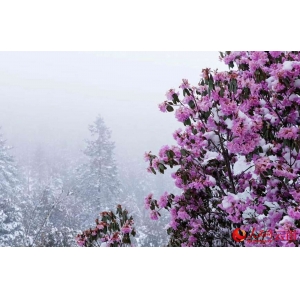云南香格里拉：“夏”雪映杜鵑 風(fēng)景美如畫(huà)