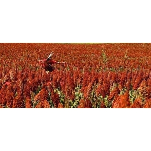 好喝莫過(guò)于紅糧，高粱酒為什么好喝？
