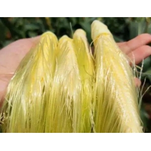 “玉米須”是個(gè)寶，用它煮水喝，或能幫助解決這7個(gè)問(wèn)題