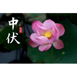 今日中伏，三忌，三宜，三秘訣，過好最熱20天