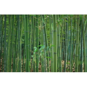 簾動(dòng)夏風(fēng)起，心靜自清涼