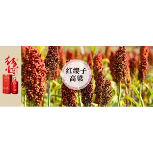 小年話醬酒：釀優(yōu)質(zhì)醬酒為什么一定要紅纓子糯高粱？