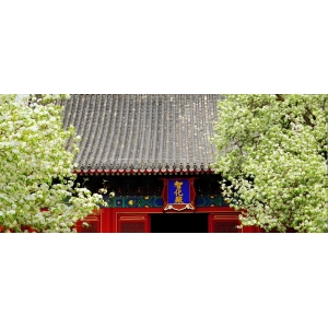 紅墻黑瓦，梨花堆雪，北京這處古剎火爆到限流