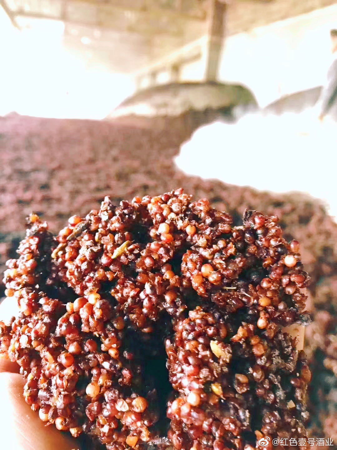 紅色壹號酒生產為什么要用整顆高粱(圖5) 紅色壹號酒生產為什么要用整顆高粱(圖4)