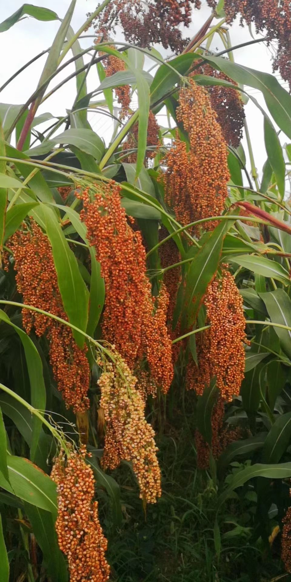 紅朝壹號 國眾酒:人民之酒 氣質非凡(圖2) 紅朝壹號 國眾酒:人民之酒 氣質非凡(圖2)