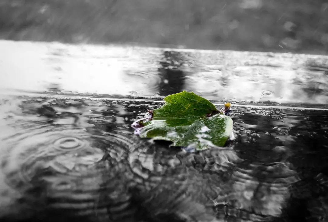 聽雨聞香，再喝一壺不求解渴的酒(圖2)
